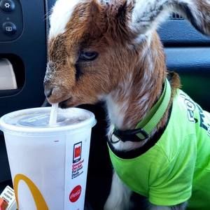 Meet your Posher, Harold